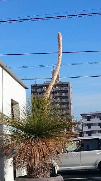 DSC_0001.JPG aya.JPG